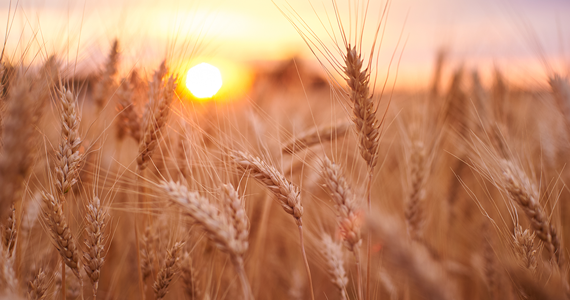 wheat field